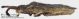Coriomeris-_sp_lato_FEI_clido.jpg