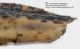 Coriomeris_sp_lato_dettaglio_FEI_clido.jpg