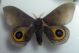 Automeris sp. 1.jpg