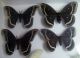 Saturniidae Correas 1.jpg