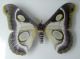 Saturniidae Correas 2.jpg