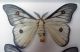 Saturniidae Correas 3.jpg