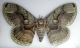 Brahmaea sp. 1.jpg