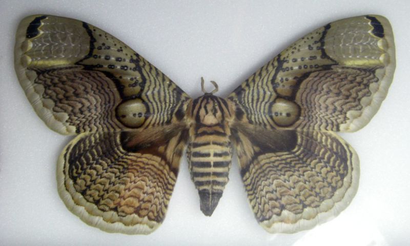 Brahmaea sp. 1.jpg