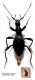 Palaeostigus ruficornis Motschulsky, 1860.jpg