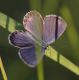 IMGP4216_BLUE3_Q_sm.JPG