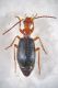 Brachinus_crepitans1_rid.jpg