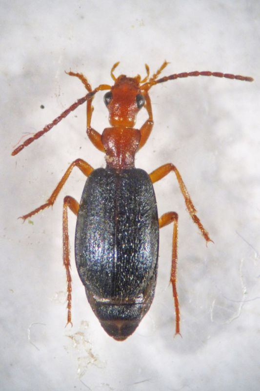 Brachinus_crepitans1_rid.jpg