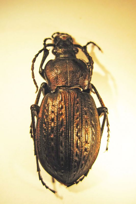 carabus_italicus_rid.jpg