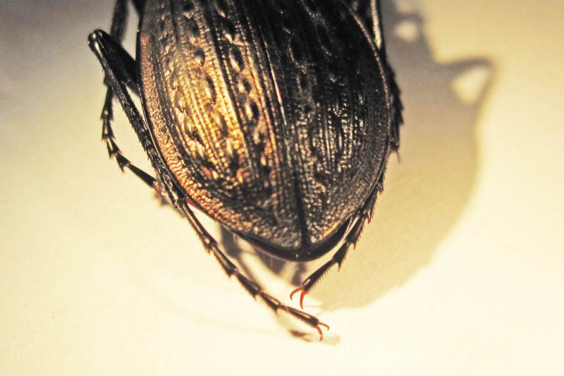 carabus_italicus2_rid.jpg