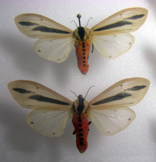 Arctiidae Correas 2.jpg