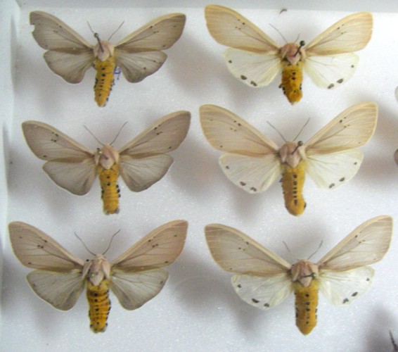 Arctiidae Correas 3.jpg