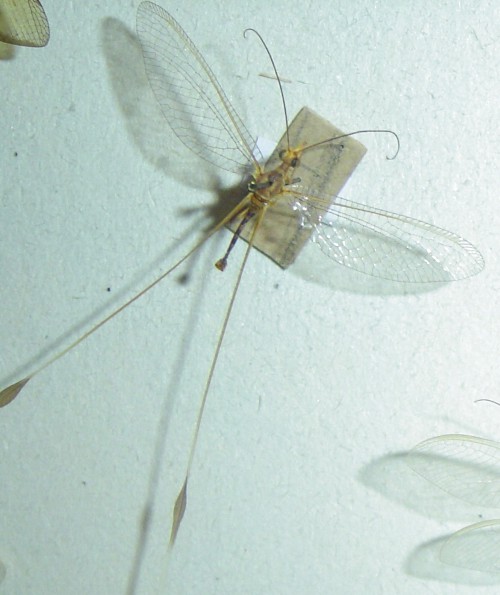 nemopteridae.jpg