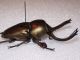 lamprina adolphinae1-D.jpg