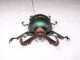 lamprina adolphinae2-C.jpg