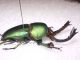 lamprina adolphinae2-D.jpg