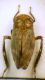 Selenocephalus sp. - Cicadellidae.JPG