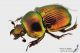 Phelotrupes_auratus_2s.JPG