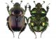 Geotrupes-auratus.jpg