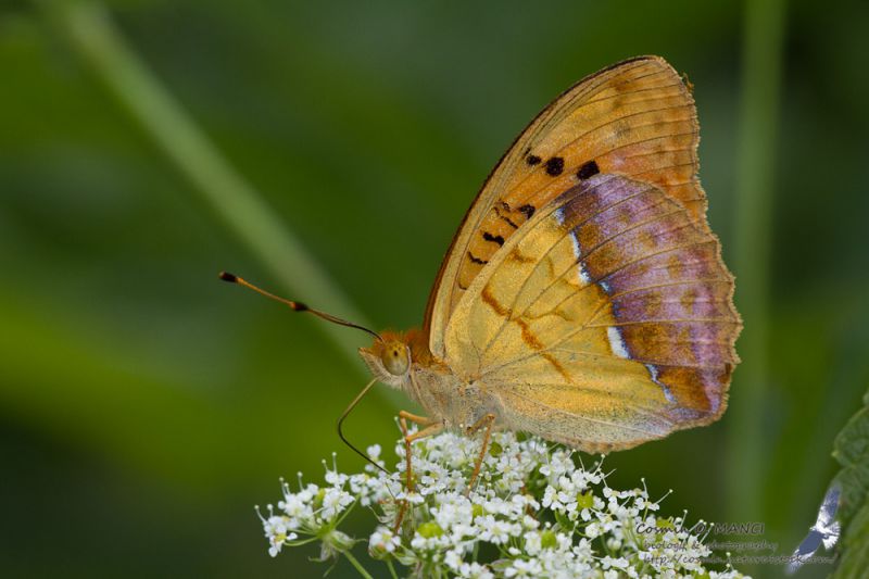 IMG_0289_Argynnis_laodice.JPG