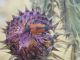 Fauna su fiore.JPG
