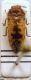 Acmaeodera pilosella.JPG