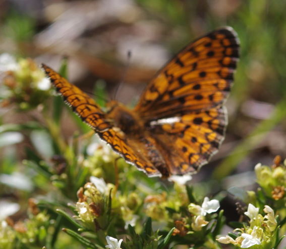 IMGP3772_FRIT_sm.JPG