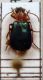 Lebia clorocephala.JPG