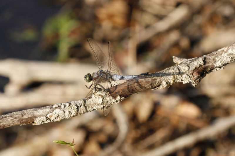 Orthetrum sp.jpg