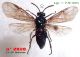 n° 2828 Arge gracilicornis F - forum.jpg