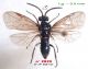 n° 2829 Arge gracilicornis M -  Forum.jpg