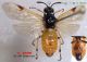 n° 2026 Arge melanochroa F - Forum.jpg