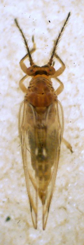 Homotoma ficus (Linnaeus 1758) Psylloidea Homotomidae.JPG