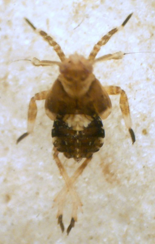 Delphacidae.JPG