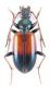 Bembidion_eques_eques_Mxss.jpg