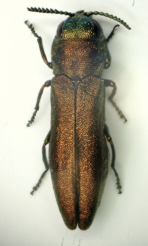 a agrilus2.JPG