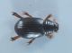 Comb0005_7r.jpg