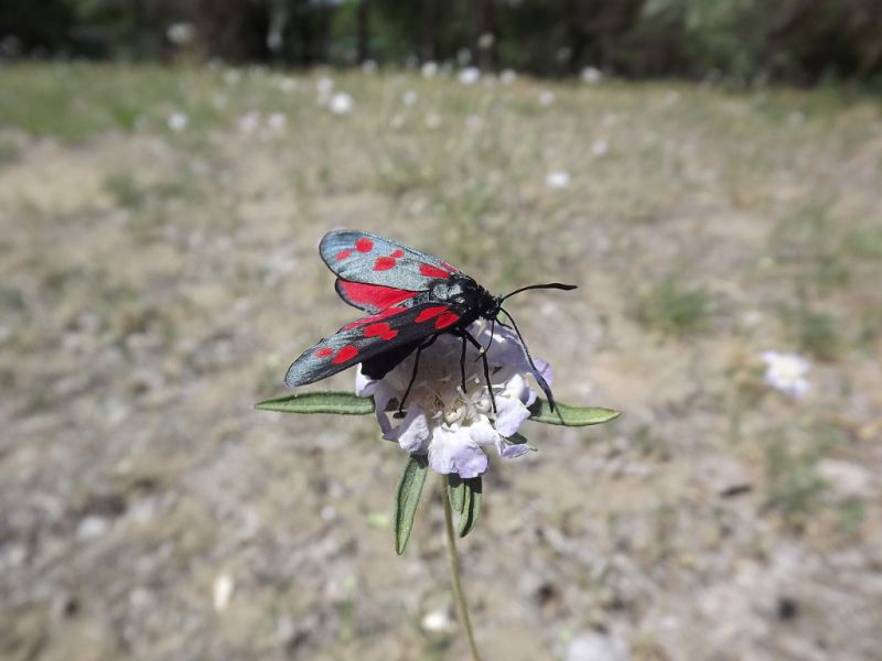 Zygaena sp.jpg