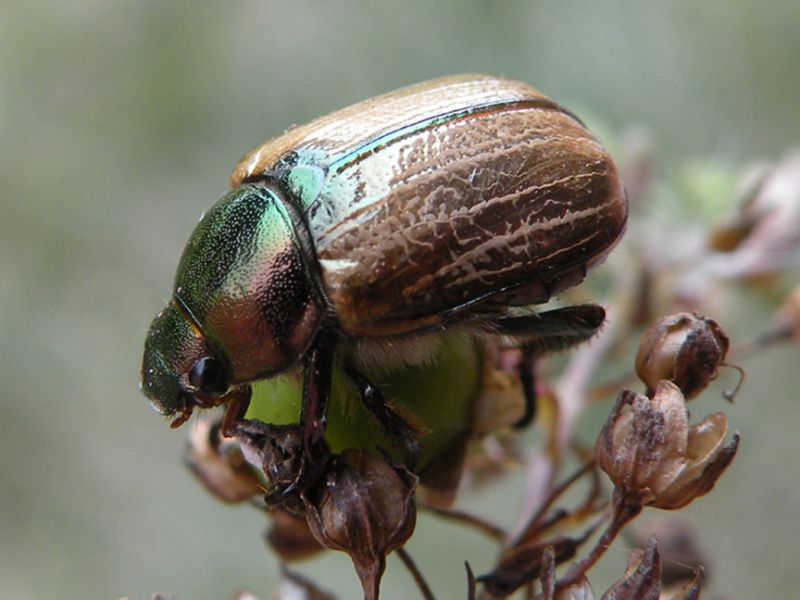 Anomala _dubia_su_Veronica_anagallis-aquatica.jpg