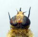 bombyliidae04.jpg
