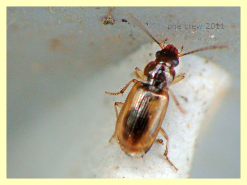 probabile Bembidion sp. Anela 12.8.2011.JPG