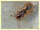 probabile Bembidion sp. Anela 12.8.2011 (1).JPG