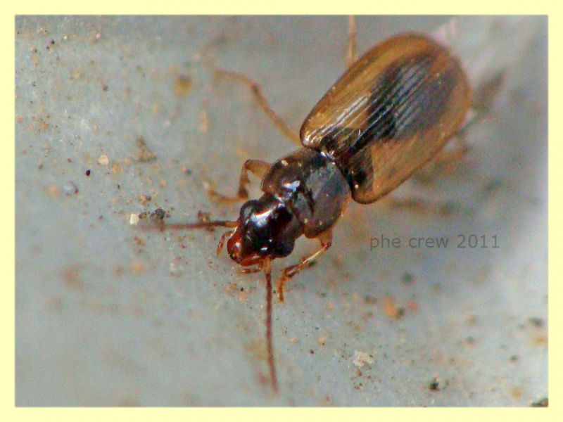 probabile Bembidion sp. Anela 12.8.2011 (1).JPG