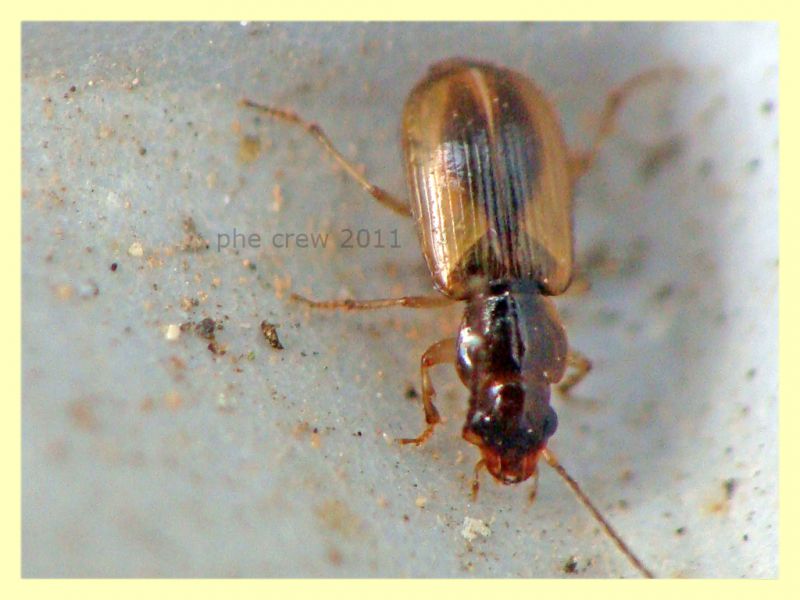 probabile Bembidion sp. Anela 12.8.2011 (2).JPG