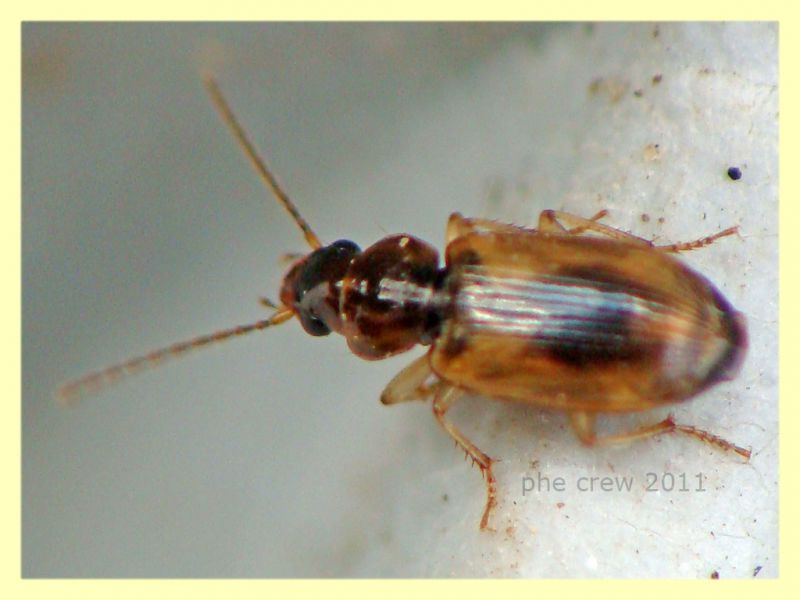 probabile Bembidion sp. Anela 12.8.2011 (3).JPG