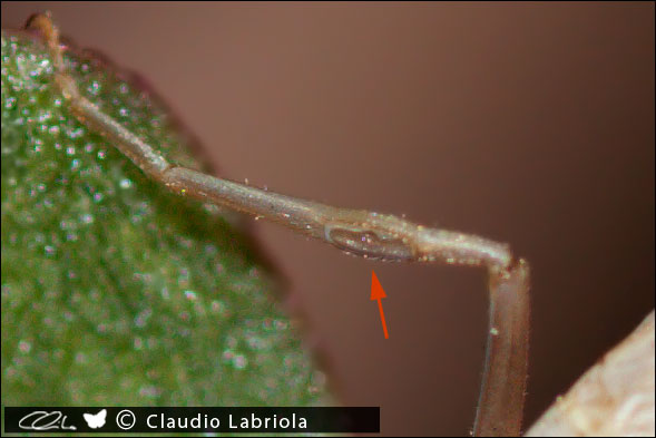 Oecanthus_particolare_zampa_anteriore_dx_0980.jpg