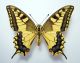 machaon seconda gen.jpg