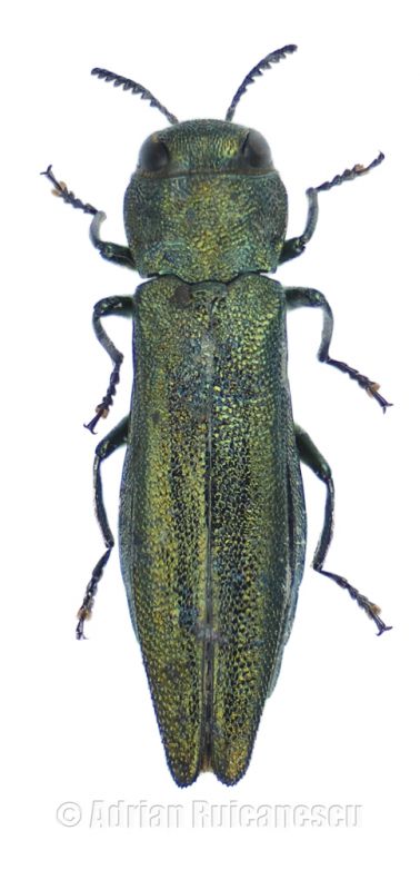 Agrilus sp_forum.jpg