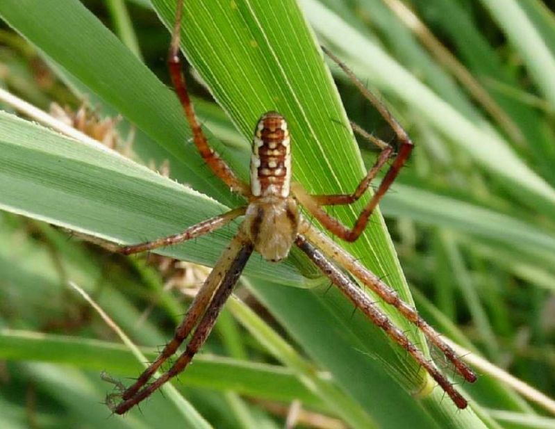 argiope bruennichi maschio di spalle.JPG