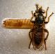 Asilidae con Xylotrechus stebbingi..JPG